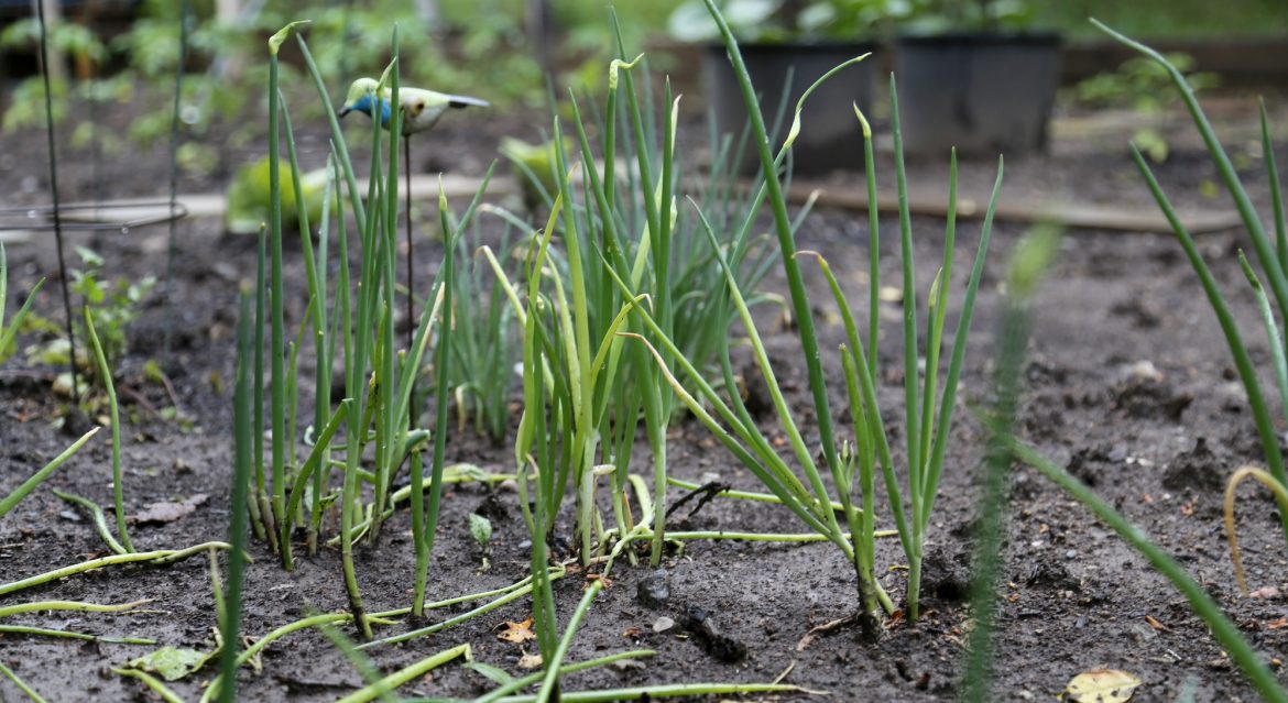 onions growing in a sensory garden
