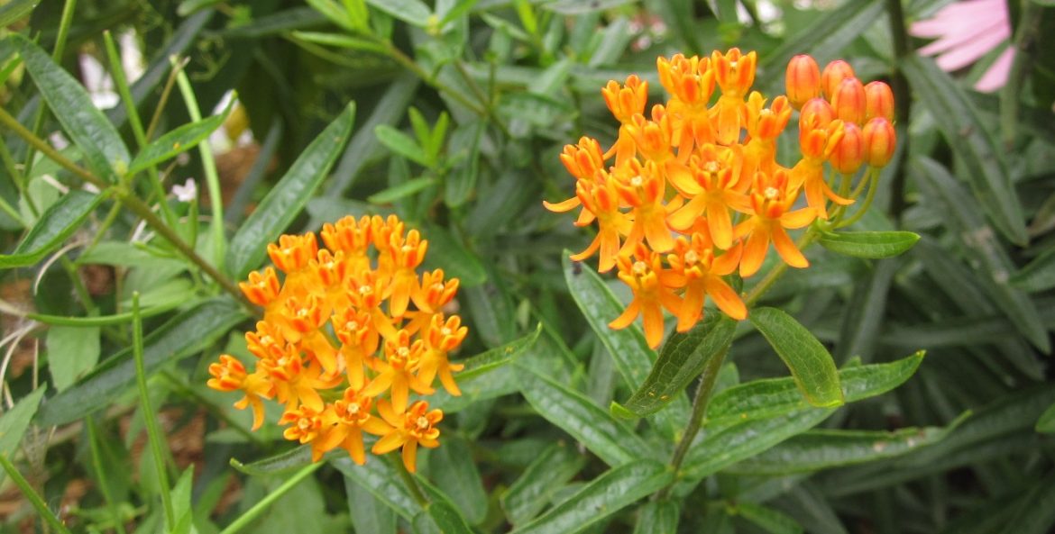 milkweed blooms in a butterfly garden