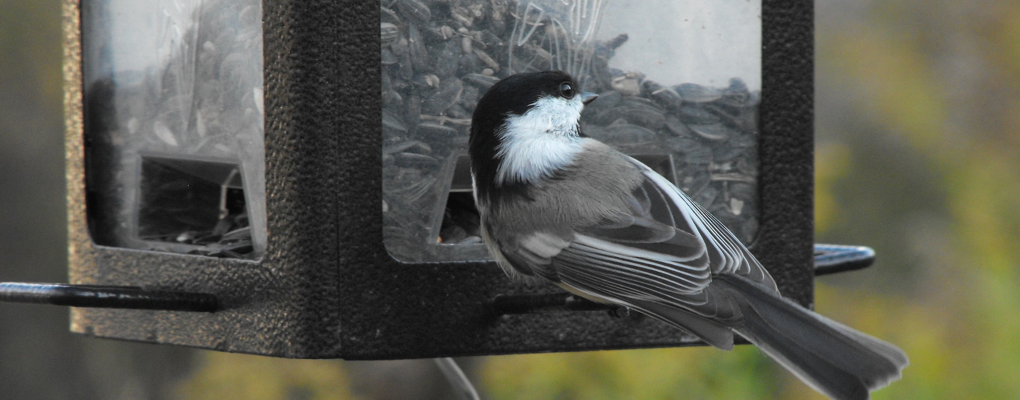 Chickadee perched on a feeder for birds