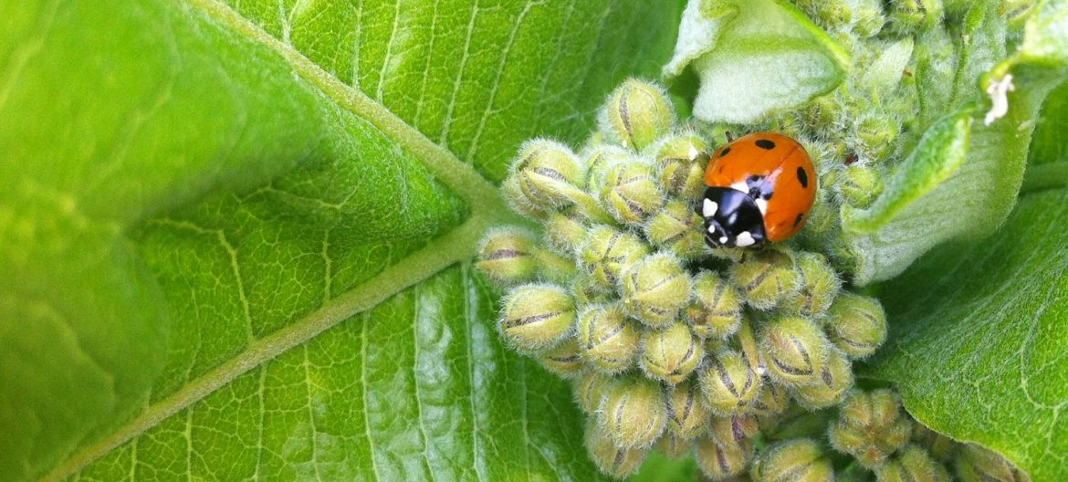 Ladybug on a milkweed plant
